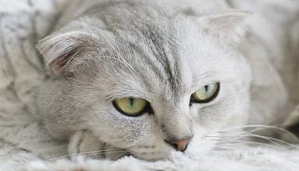 华体会团队-广东宏远从追到9分到崩盘20分：那一波换人，把胜利换给了辽宁